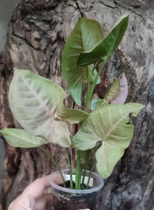 Сингониумы- растения комнатные