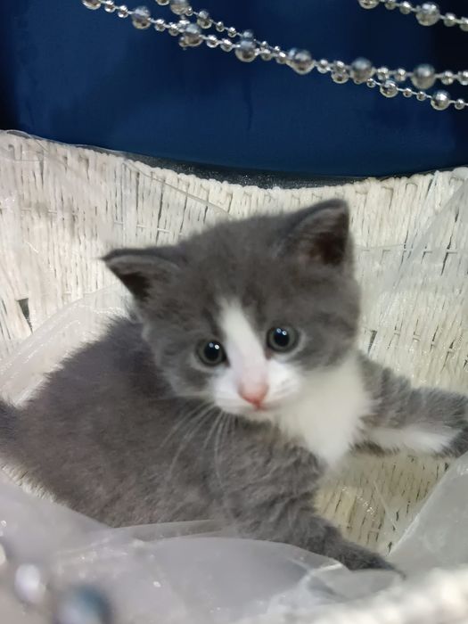Котята 1.5 месяц