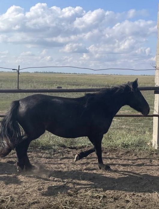 Құлынды биелер сатылады