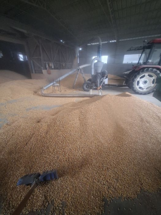 Porumb boabe de vanzare