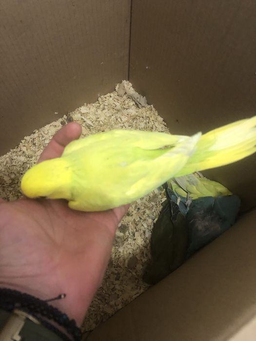 Papagali vorbitori pui blanzi Micul Alexandru Alexander