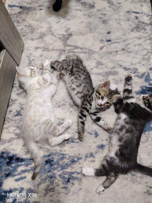 Продаётся Бенгальские Котята Новогодняя акция