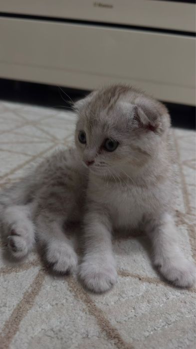продается котенок