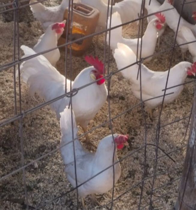 Продам 2 петушка на выбор.