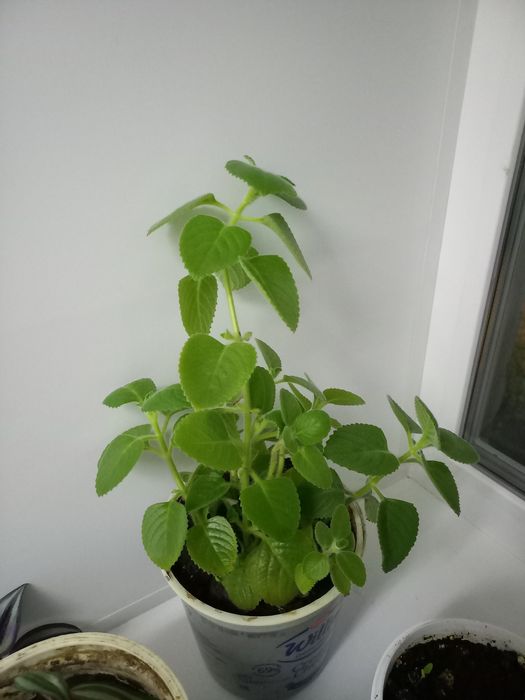 Продам комнатные  цветы