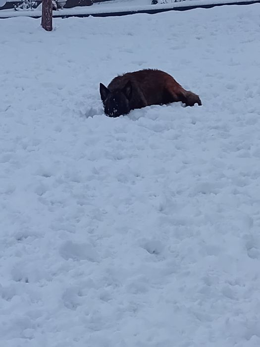 Femela Ciobanesc Belgian