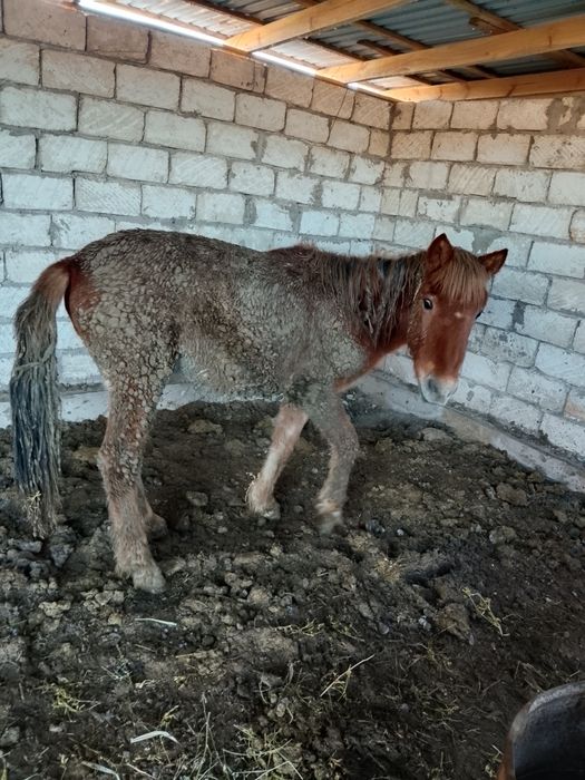 Тайлар жемде тұрған 2ай