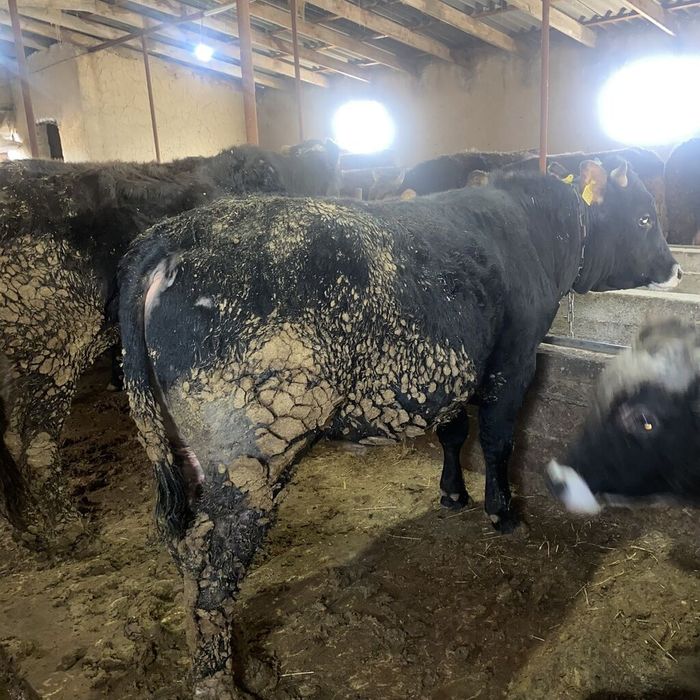 Бычки продаётся 25 штук