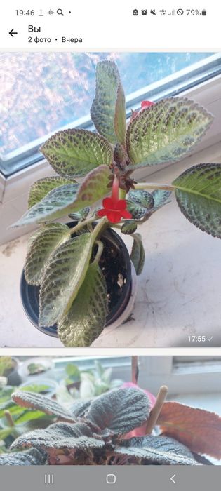 Комнатные цветы разные