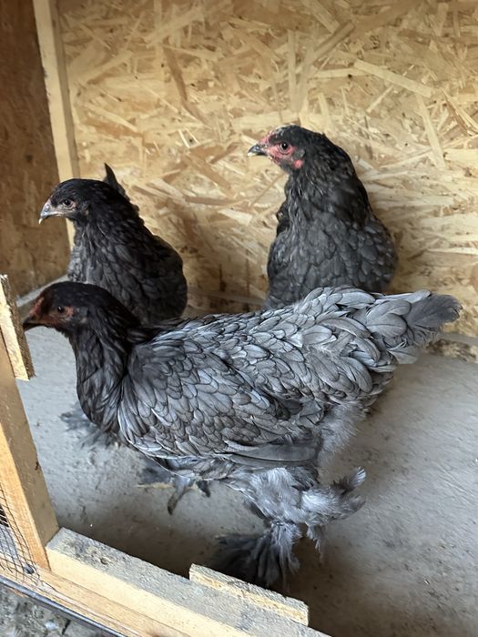 Familie brahma albastru  3+1