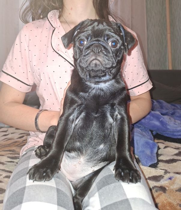 Мопс 3 месяца девочка