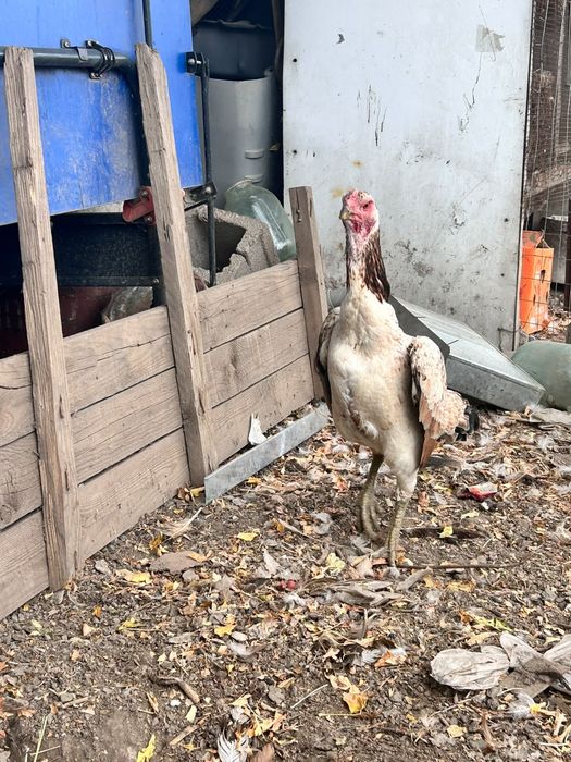 Продам курей даканок