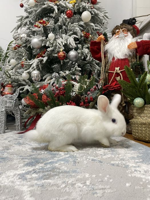 Декоративный кролик