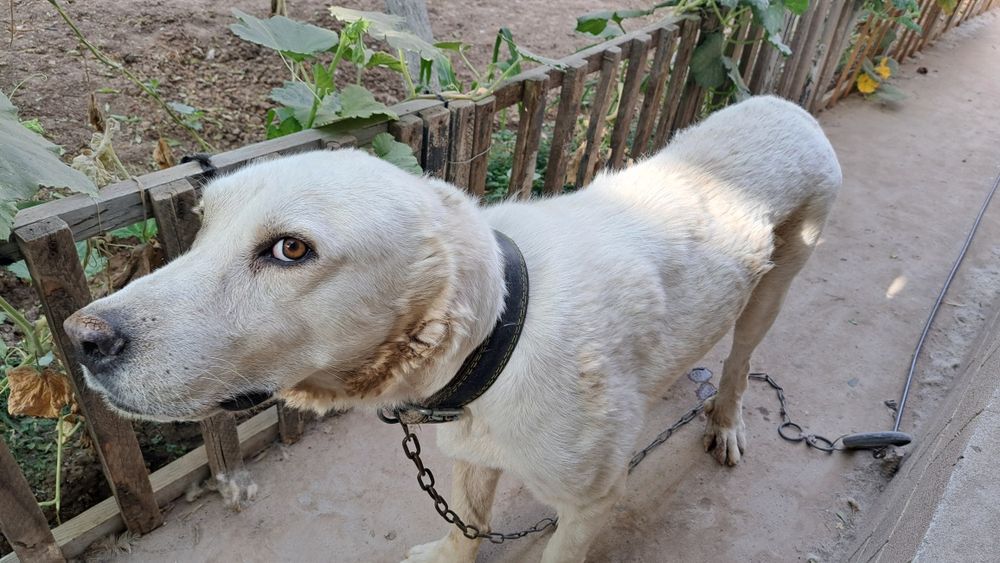 Алабай кучик 2 ёш