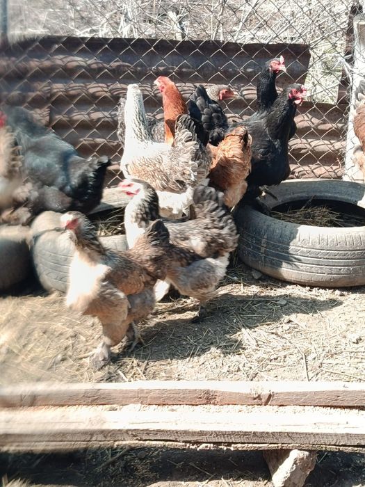 Продам курей разных пород