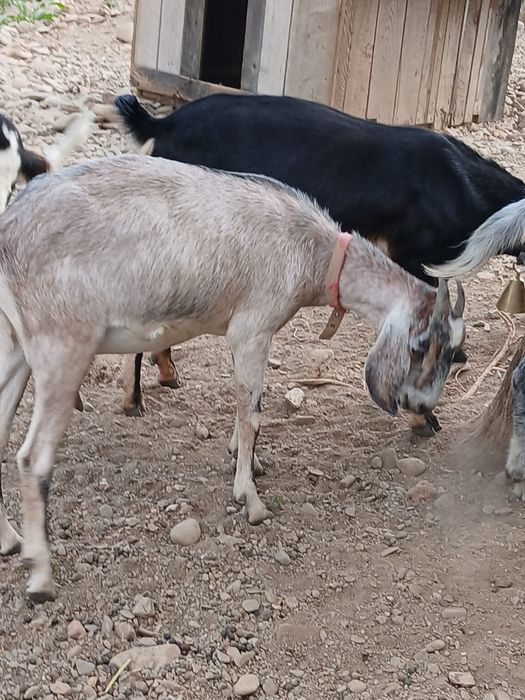 Capre din rasa Anglo-nubian și Alpina Franceză;Țap Anglo-nubian