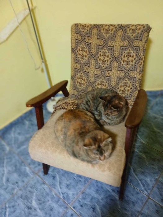 Donez două pisici adulte 3 ani