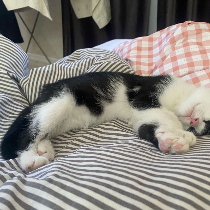 Актобе! Отдаем двух котят бесплатно!