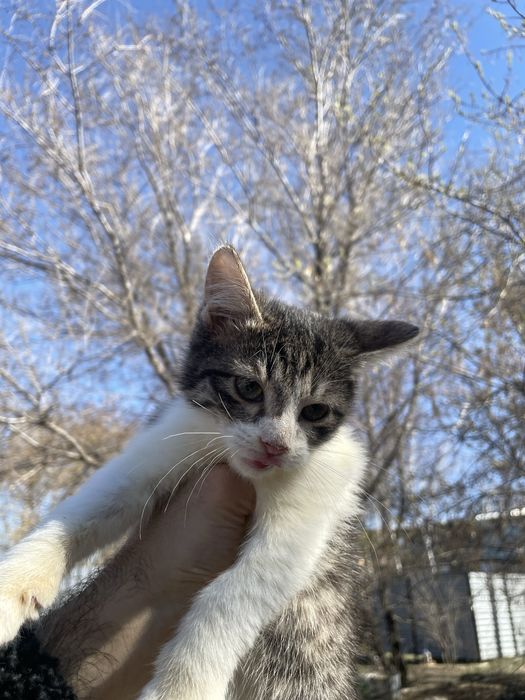 Отдам котят в добрые руки