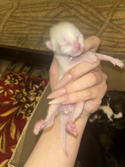 Новорожденные котята