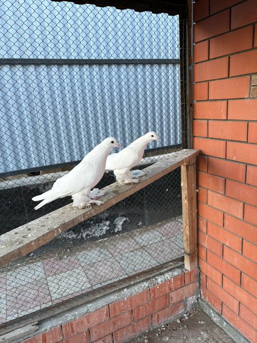 Летние бойные голуб, голубки