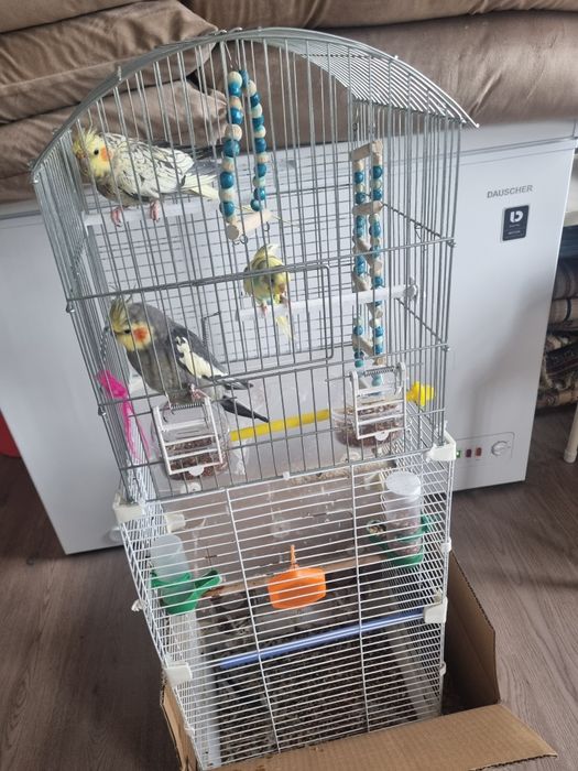 Продам трех попугаев ,парочка короли волнистик