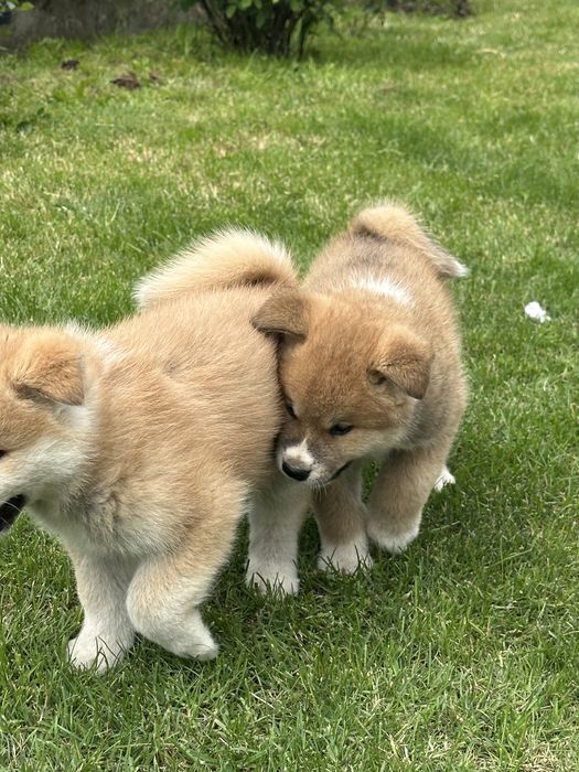 Pui akita inu japonez