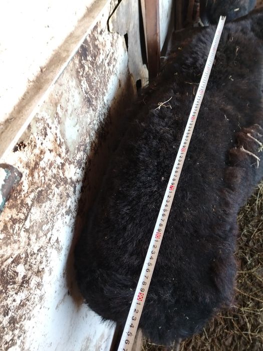 Qo'chqor qo'zi sotiladi