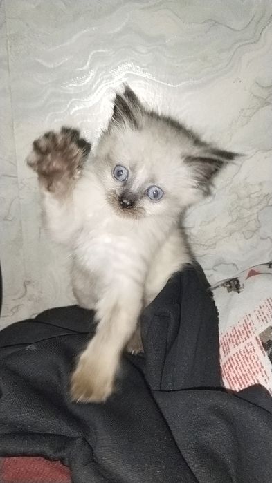 Котенок пушистый