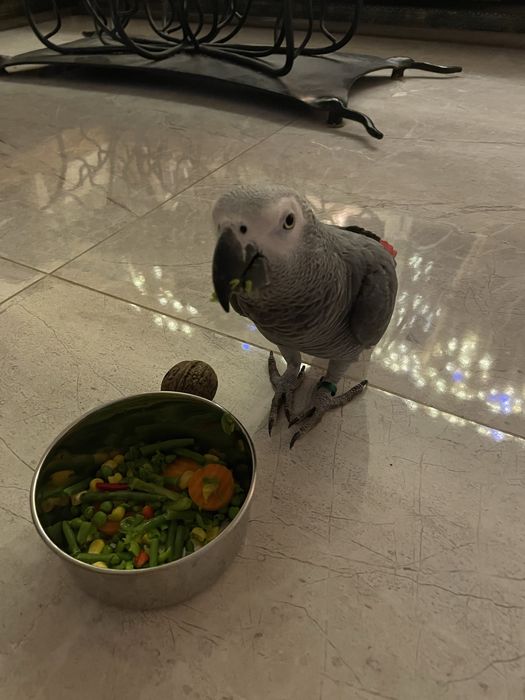 Papagal Jako de vanzare