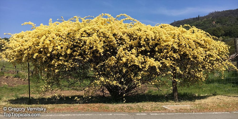 Poза Лейди Банкс