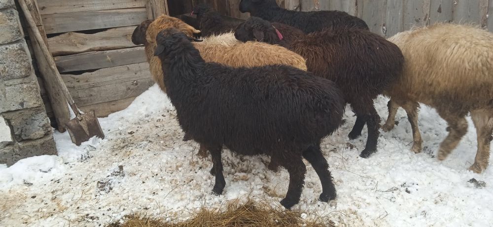 Папуа секс видео