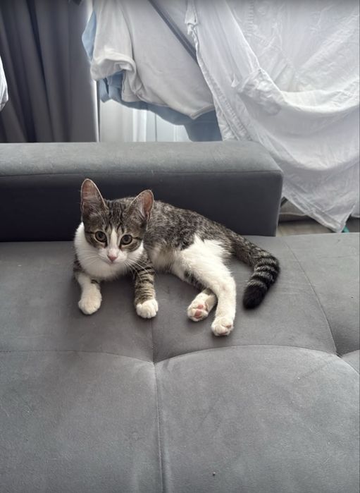 Ищем дом котенку, девочка