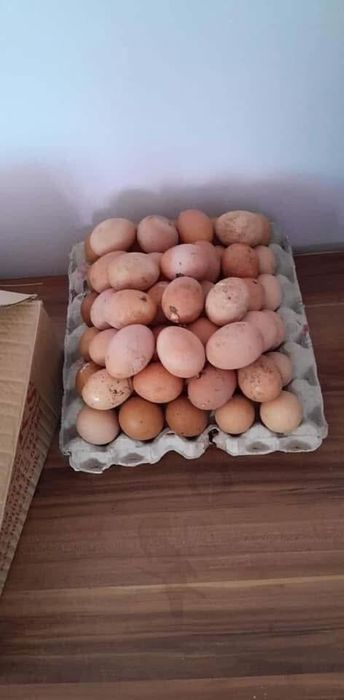 Носачки  Ломан Браун