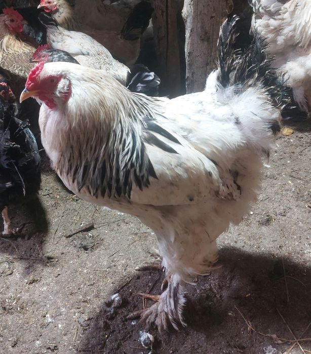 Брама әтештер сатылады бір жылдық