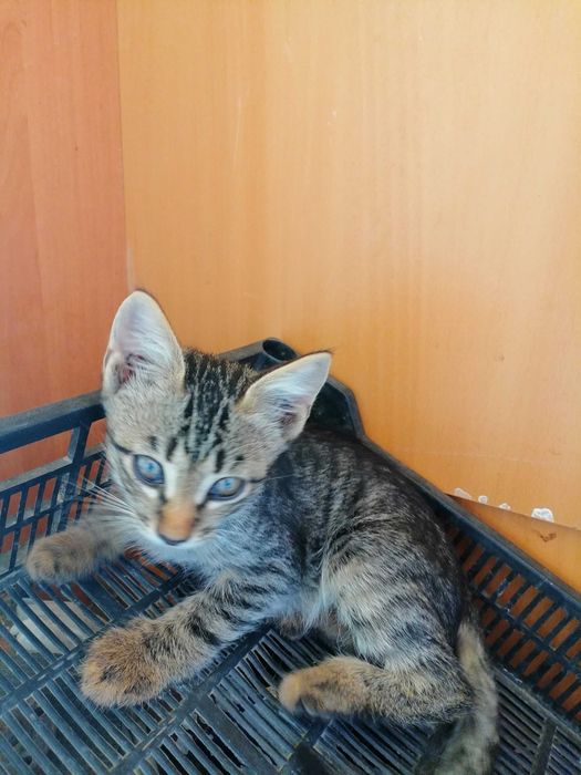 Котята мальчики в добрые руки
