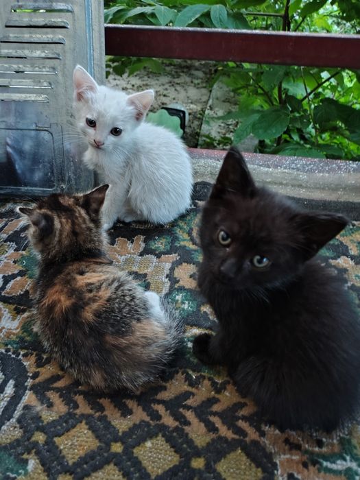 Адам кому хорошие котят
