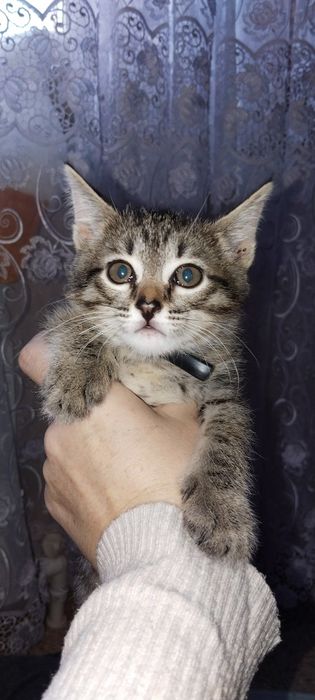 Отдам милого котенка