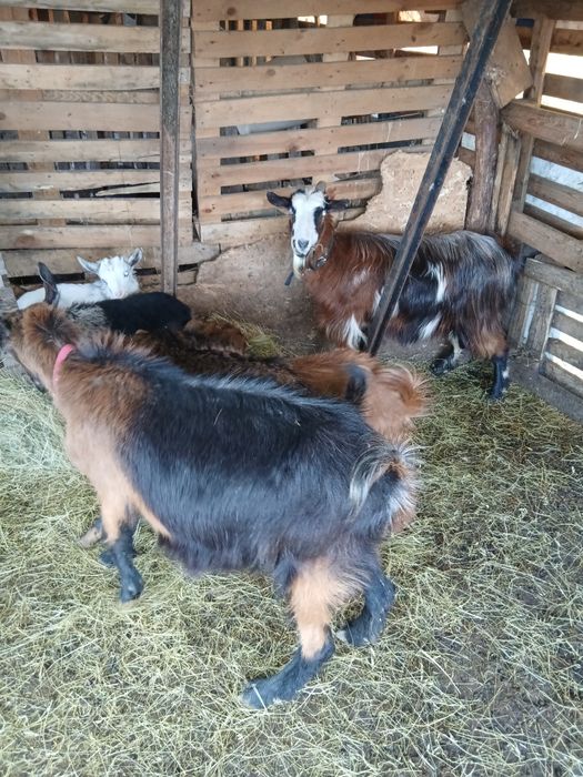 Capre tinere cu iezi