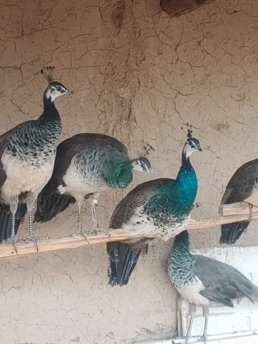 Павлины Самка/Самец