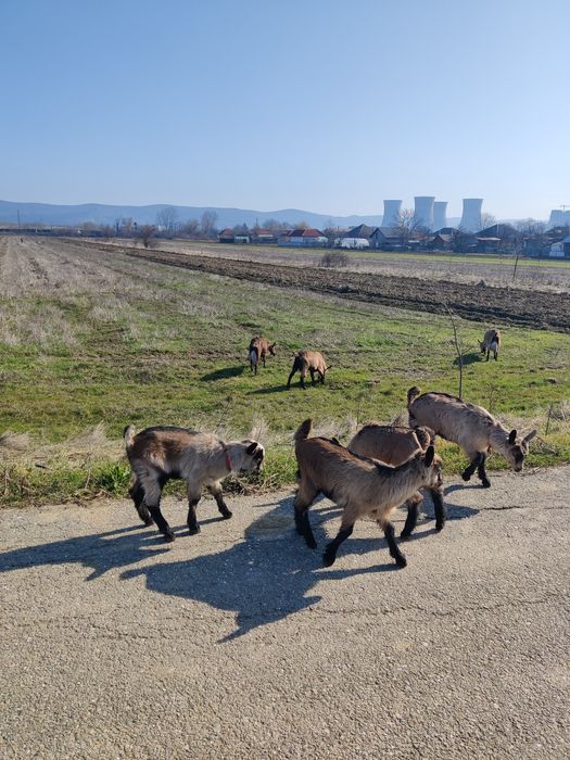 Iezi alpina franceza