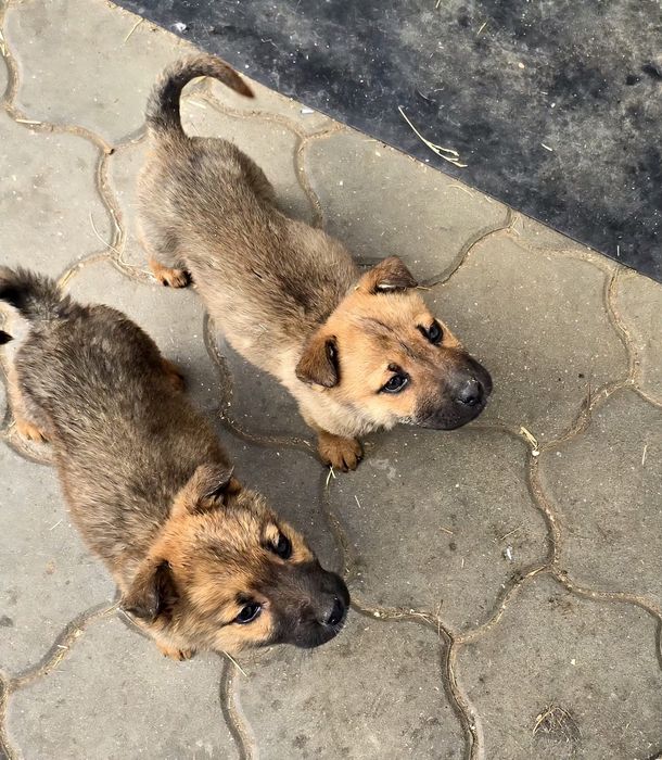 Ofer spre adopție 2 cățelușe