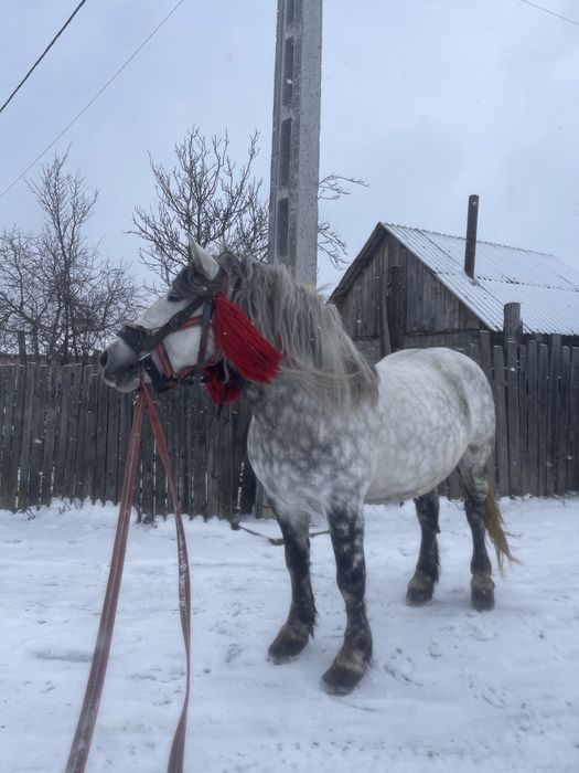 Harmăsar de vânzare