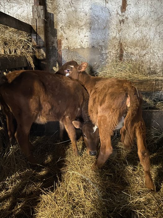 Продам телят 3-4 месяца