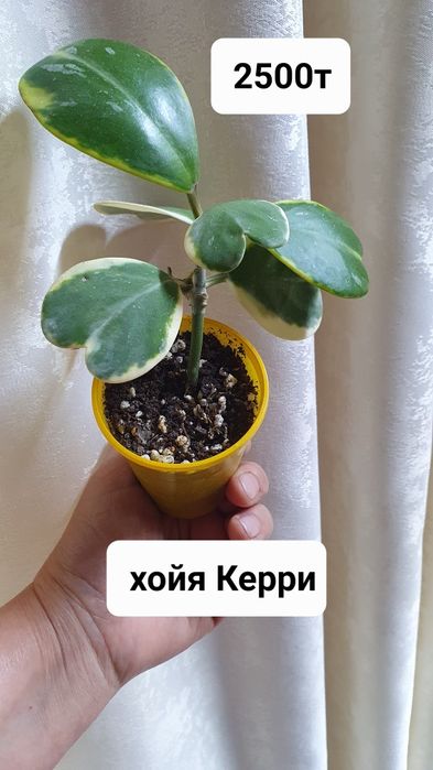 Комнатные растения