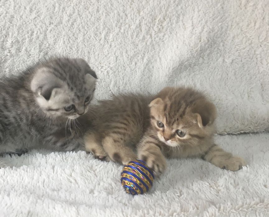 Шикарные плюшевые котята
