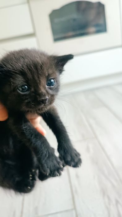 Отдам котят в добрые заботливые руки