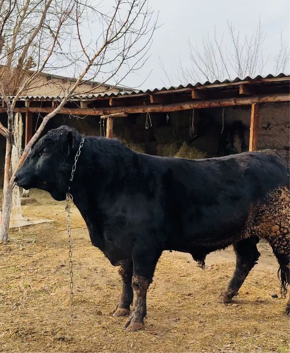 Ангус огизше 3 жасар сатылымда