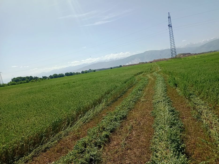 Жоңышқа бірінші шабылым