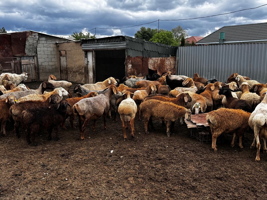 Продам баран на резку